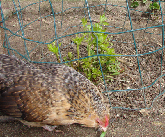 Seombadi i h�nseg�rd